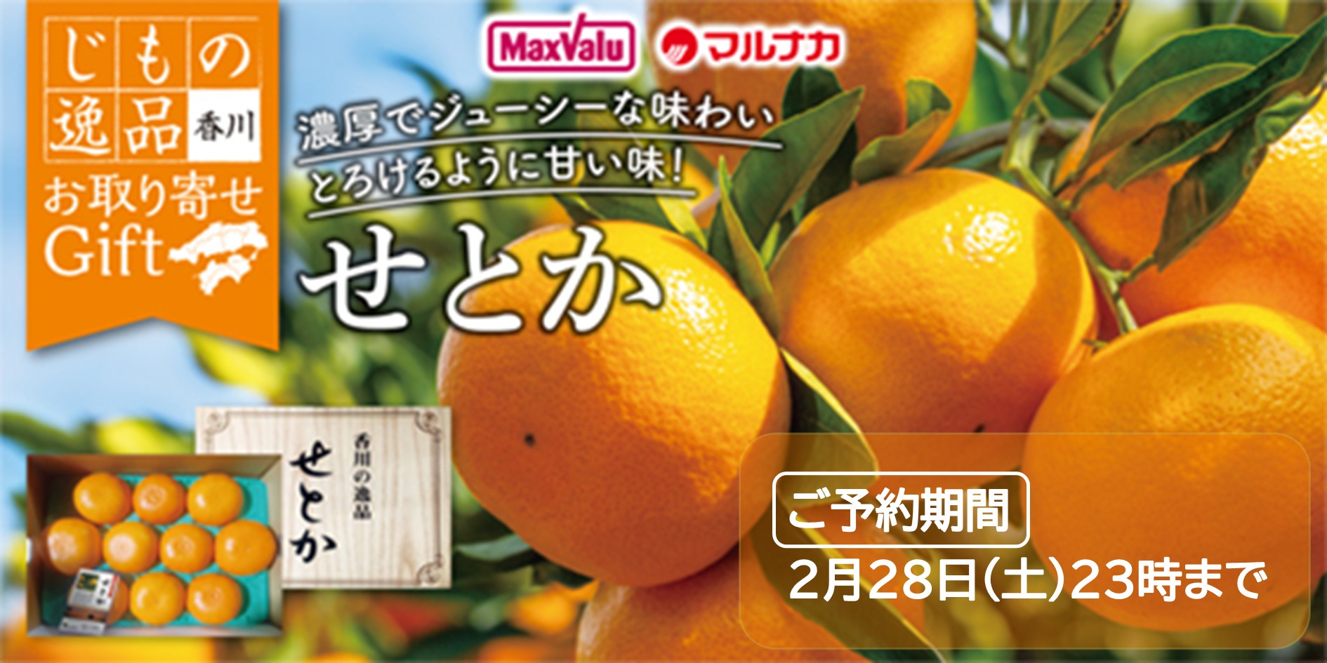 〈オンラインストア〉せとか お取り寄せギフト取扱中（2月28日まで）