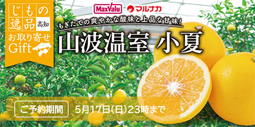 高知県産　小夏■期間：～5/24 23時