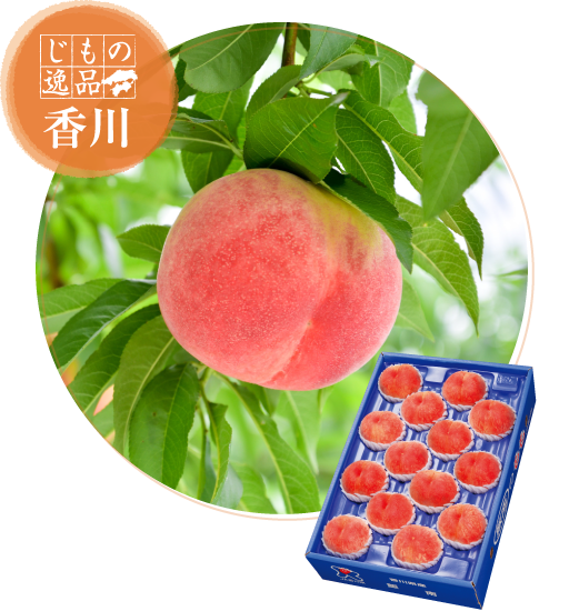 イメージ画像：香川県産 飯南のもも