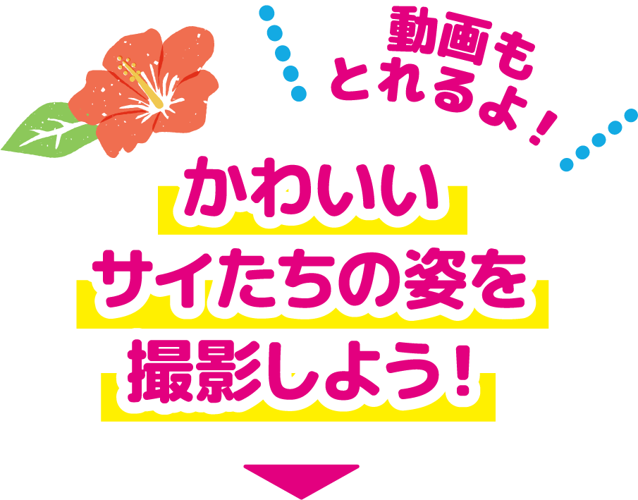 かわいいサイたちの姿を撮影しよう！ 動画もとれるよ！