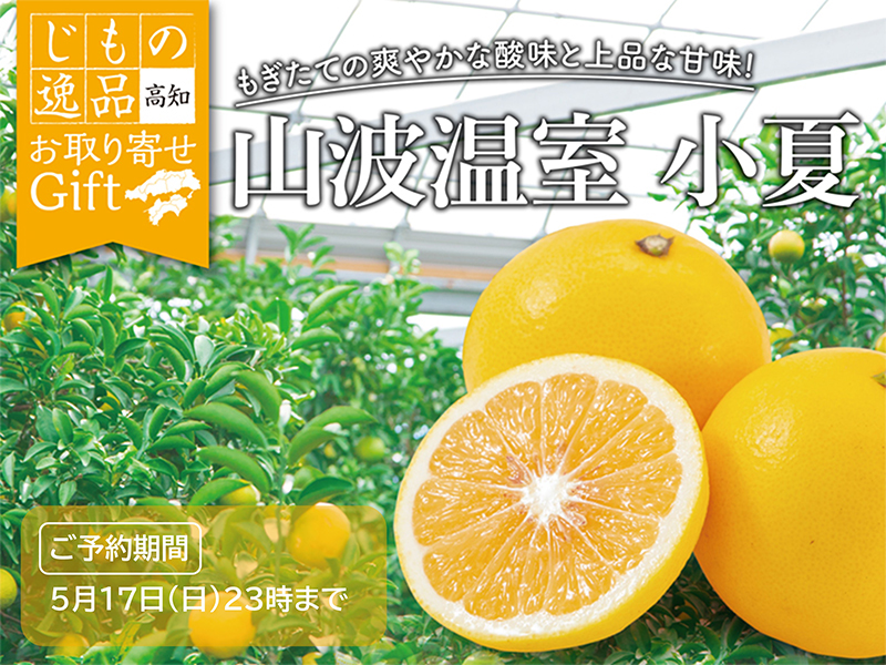 サムネ画像：高知県産　小夏